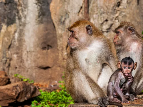 Sacred Monkey Forest